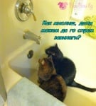 Котешки план