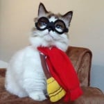 Котето Алберт с очила