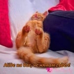 Има ли гъдел, няма ли?