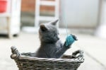 Котка играе с конци