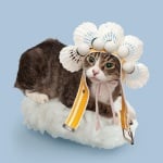 Котка индианец върху ориз за суши