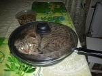 Котка лежи в тиган