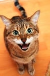 Котка мяука