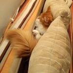 Котка на дивана
