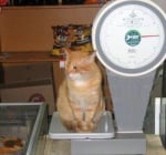 Котка на кантара