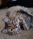 Котка, осиновена