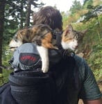 Котка пчеличка