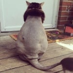 Котка, подстригана като лъв