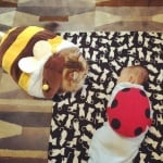 Котка с бебенце