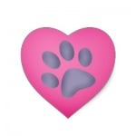 Уникално еднооко коте оцеля едва няколко минути