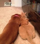 Котка с куче