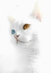 Котка с различни очи