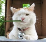 "Днес ще съм на вегетарианско" ;)