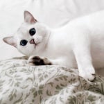 Котка със сини очи