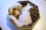Котка спи в тясна кутия