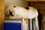 Котка спи върху книгите