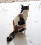 Котка със сърце на крака