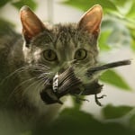 Котка убива птица