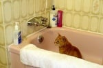 Котка в банята