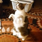 Котка в бяло и сиво на два крака