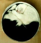 Котка в кръгла кутия