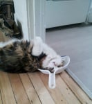 Котка в кухнята