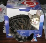 Котка в кутия