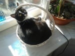 Котка в панер