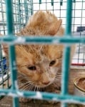Котка в спасителен център