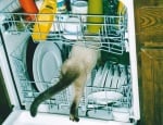 Котка в съдомиалната машина