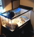 Котка в терариум