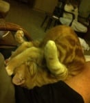 Котка в йога поза