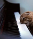 Котка захапала клавишите на пианото