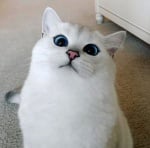 Котката Коби