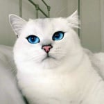 Коби котката