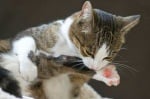 Котката се ближе