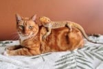 Котки и гущери - една неочаквано добра комбинация
