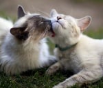 Котки се ближат