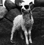 Коза с черни сенки