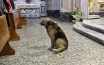 Куче ходи на църква всеки ден в очакване на починалия си стопанин
