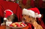 Куче и котка на Коледа