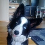 Куче с бяло петно в окото