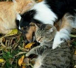 Куче с две котки