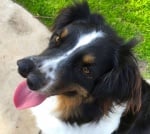 Куче с двойно носле, което никой не иска, вече се радва на новия си стопанин