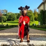 Куче с ордени