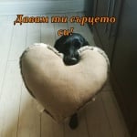 "Сърцето ми ти принадлежи"