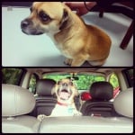 Куче, спасено от приют