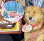 Куче спаси бебе, изхвърлено на боклука в Банкок