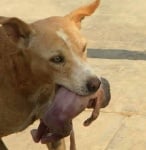 Куче спасява новородено бебе