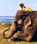 Куче със слон